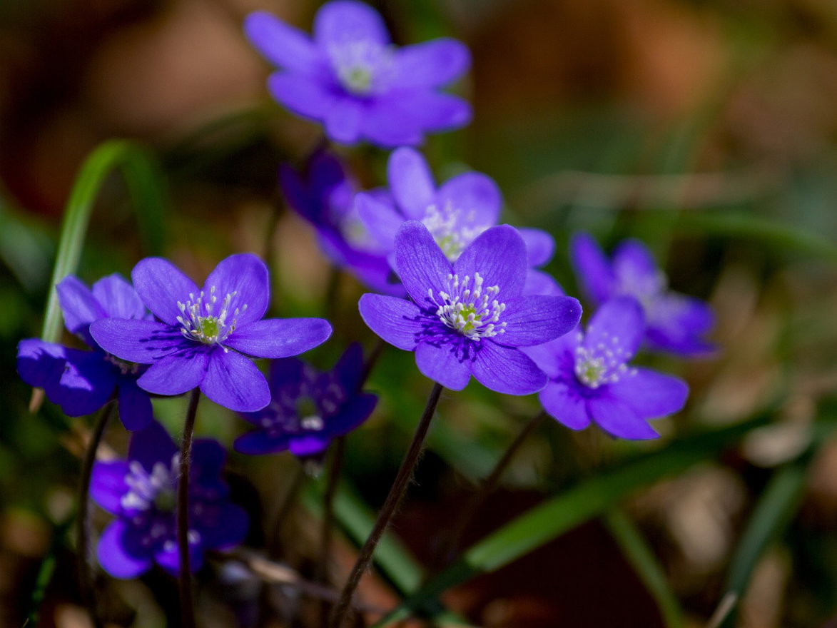 Leberblümchen