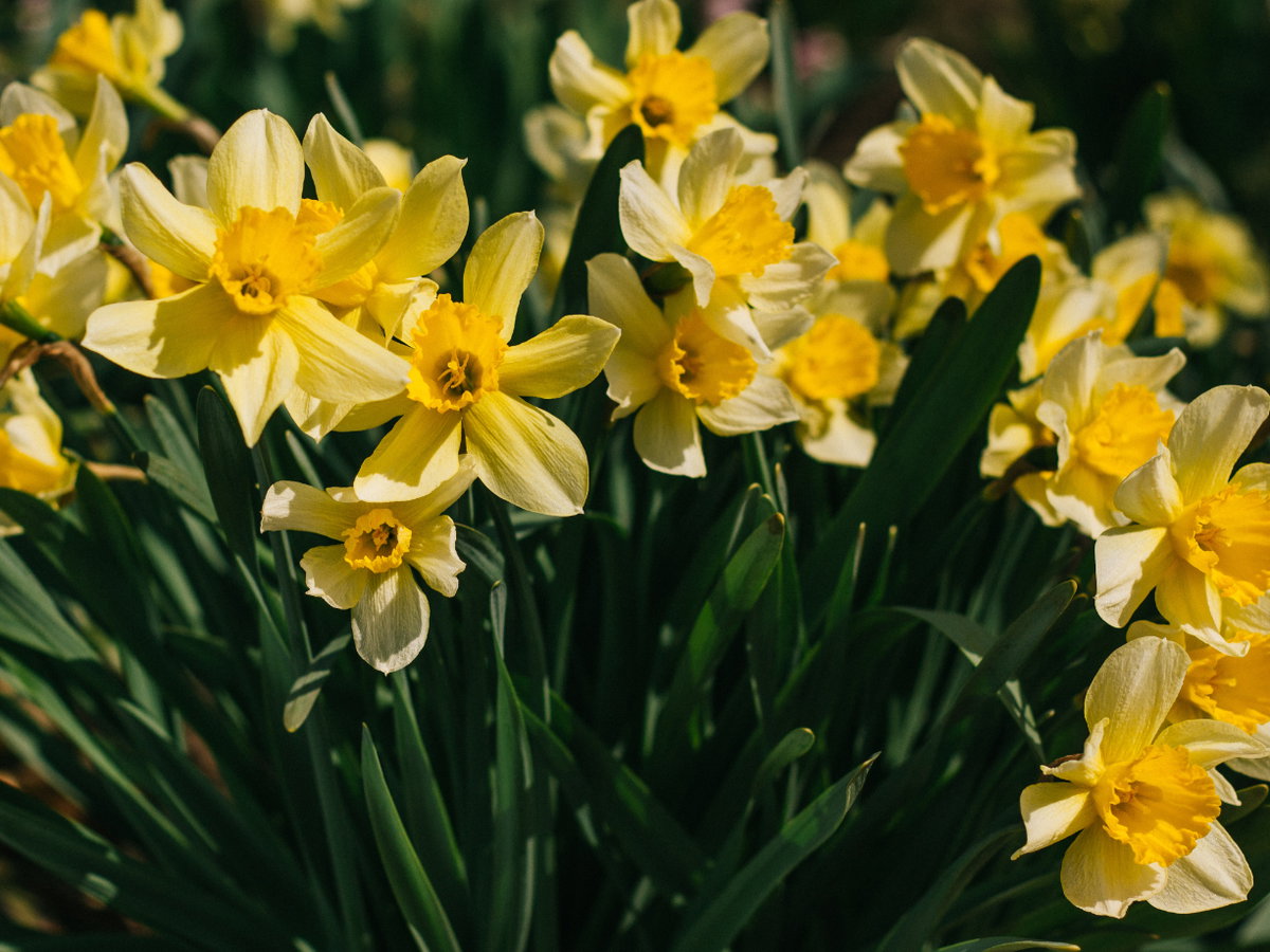 Narzissen im Frühling