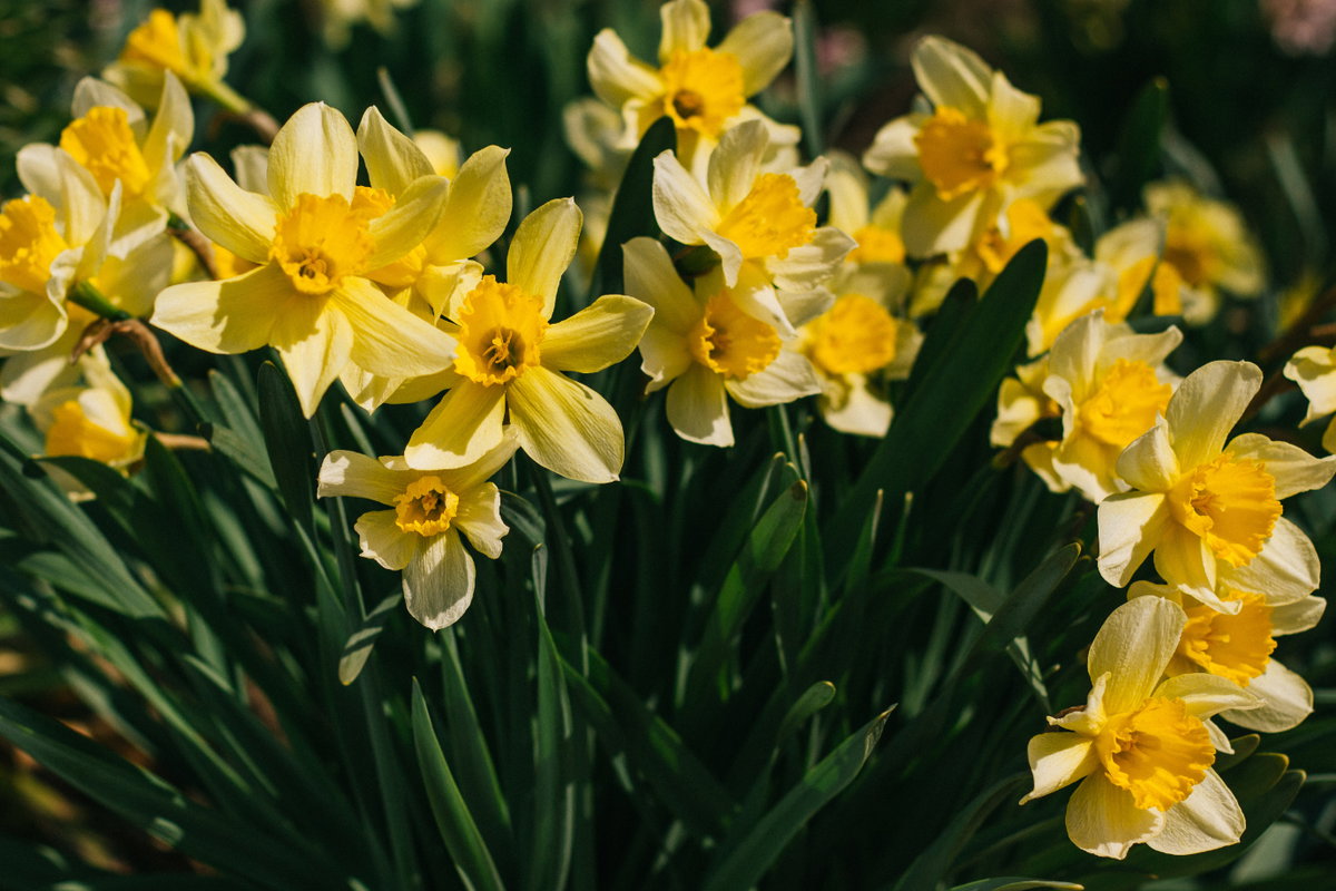 Narzissen im Frühling