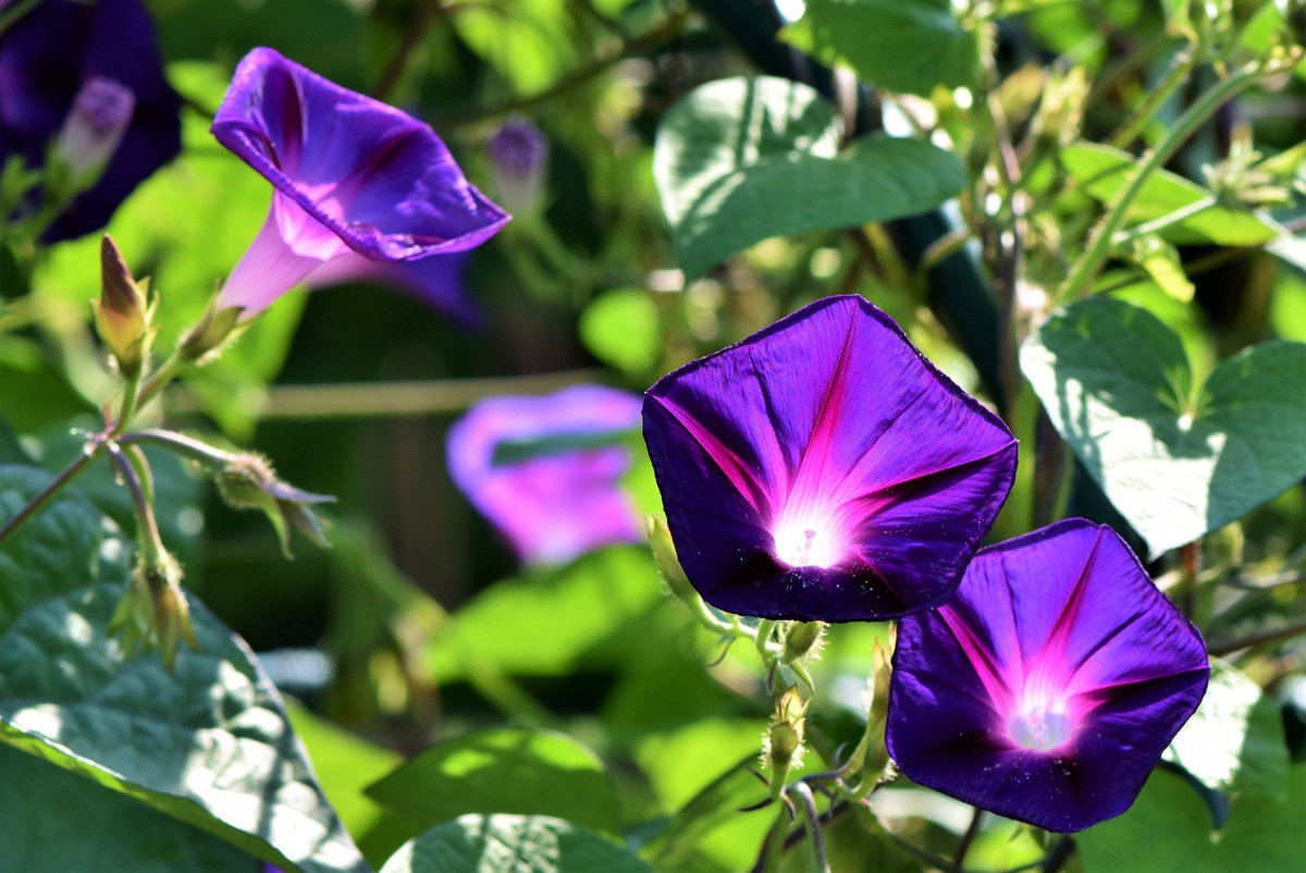 Prunkwinden haben nicht nur wunderschöne Blüten, sondern wachsen auch noch schnell, üppig und liefern nützlichen Insekten im Sommer viel Nahrung.