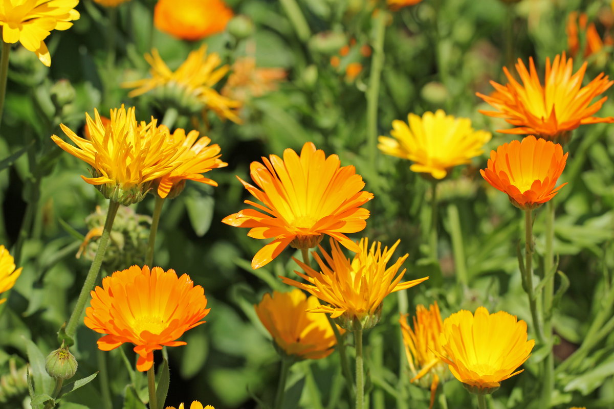 Ringelblumen