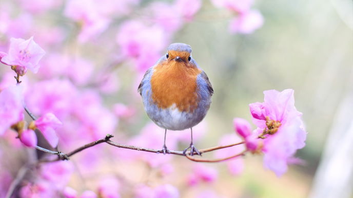 Vogeluhr: Welche Vögel zwitschern um welche Uhrzeit?