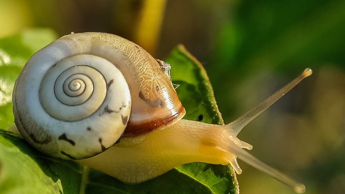 5 Hausmittel gegen Schädlinge im Garten