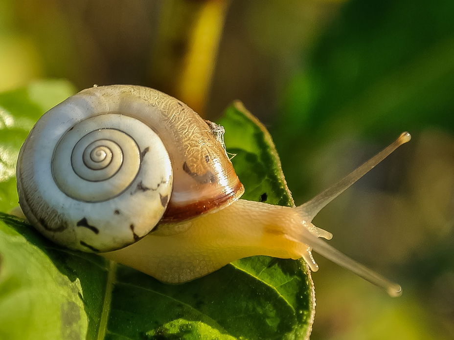 5 Hausmittel gegen Schädlinge im Garten