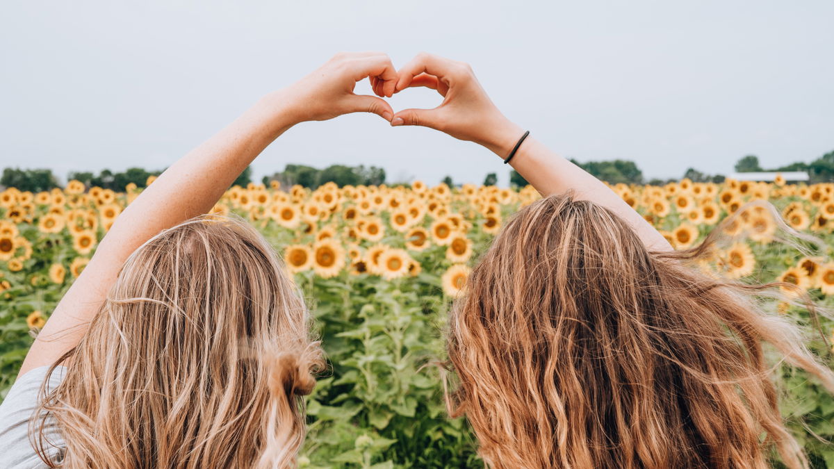 Sonnenblumen richtig schneiden: Die 3 besten Tipps