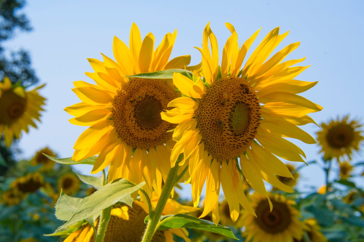 Sonnenblumen