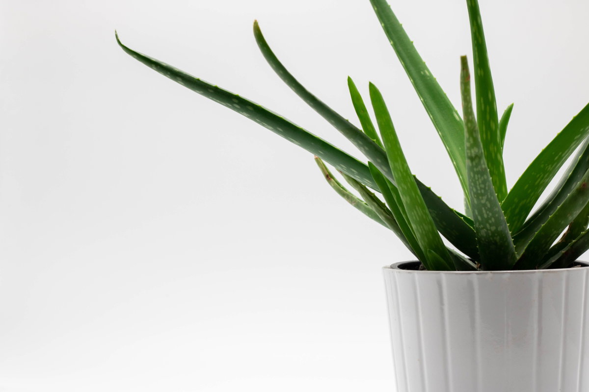 Aloe Vera Aloe Vera ist weit verbreitet: Ob in der Wohnung, auf der Terrasse oder im Garten. Obwohl die Pflanze so viele gute Eigenschaften besitzt, ist sie für Hunde jedoch giftig. Achten Sie deshalb unbedingt darauf, dass Ihr Vierbeiner nicht daran knabbert.