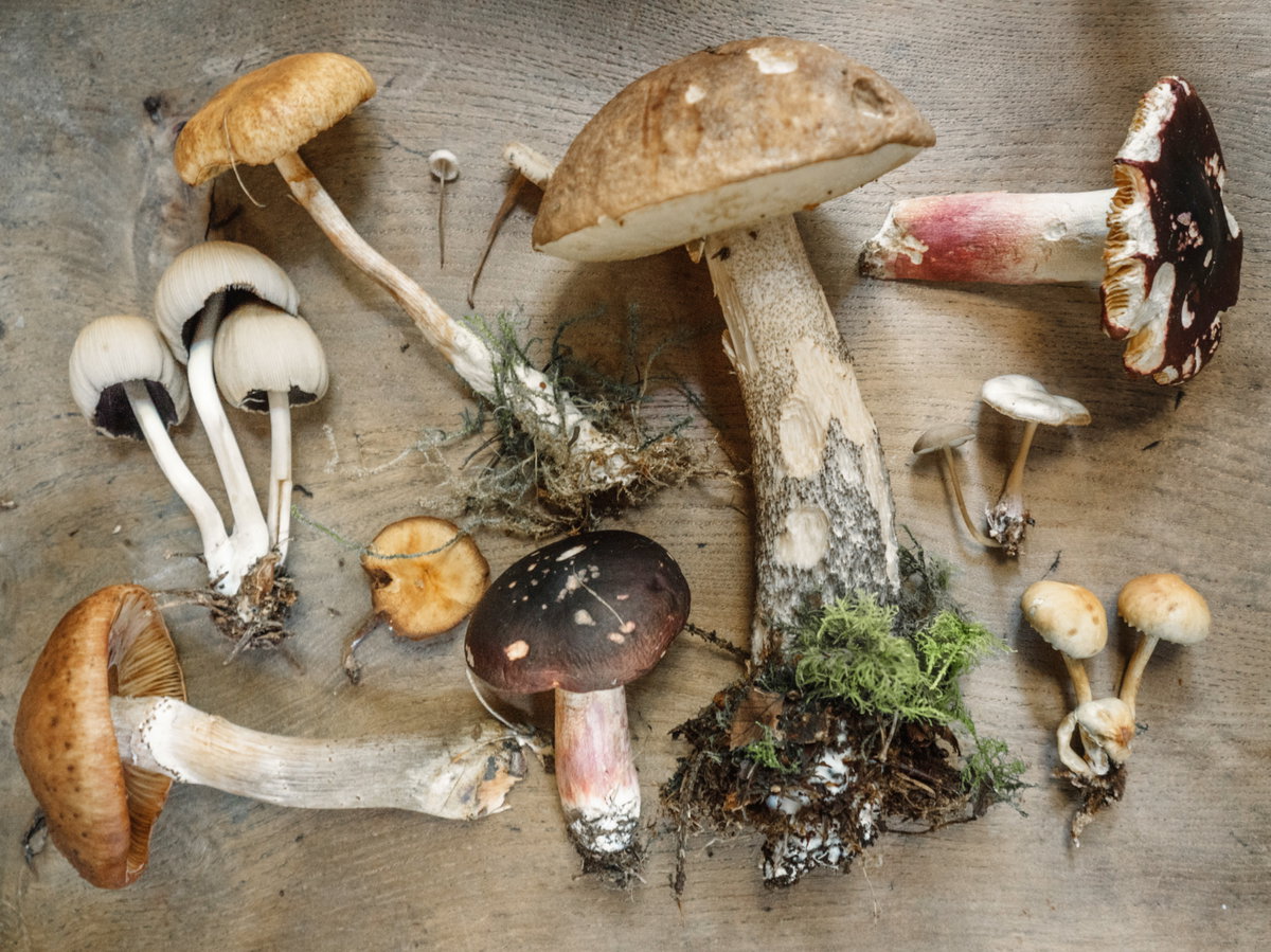 Verschiedene Sorten Pilze