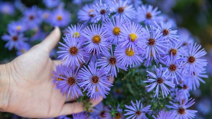 Balkon gestalten: Diese 3 Herbstblumen sind echte Hingucker
