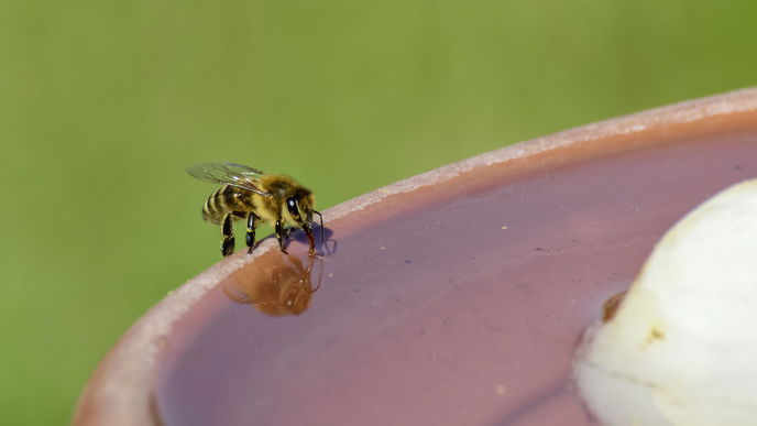 Bienentränke für den Garten selber bauen