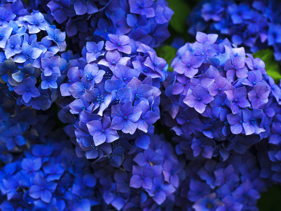 Blaue Hortensien