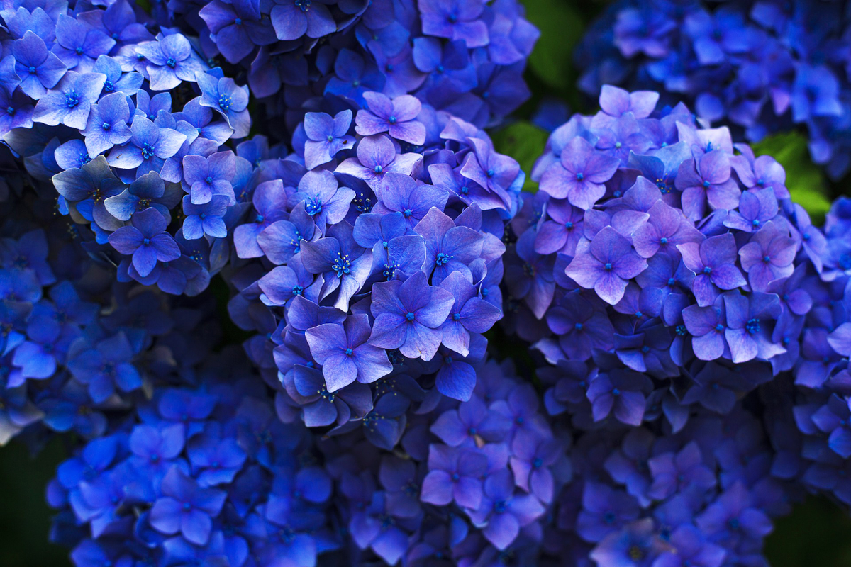 Blaue Hortensien