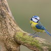 4 Tipps, wie Sie Vögel im Garten vor Katzen schützen
