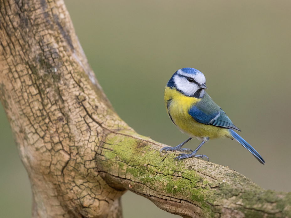Blaumeise