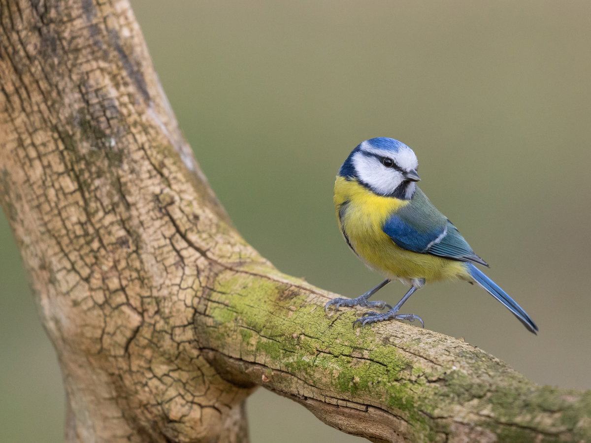 Blaumeise