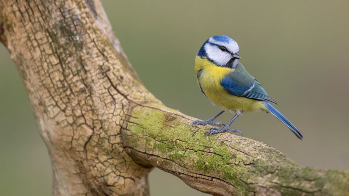 4 Tipps, wie Sie Vögel im Garten vor Katzen schützen