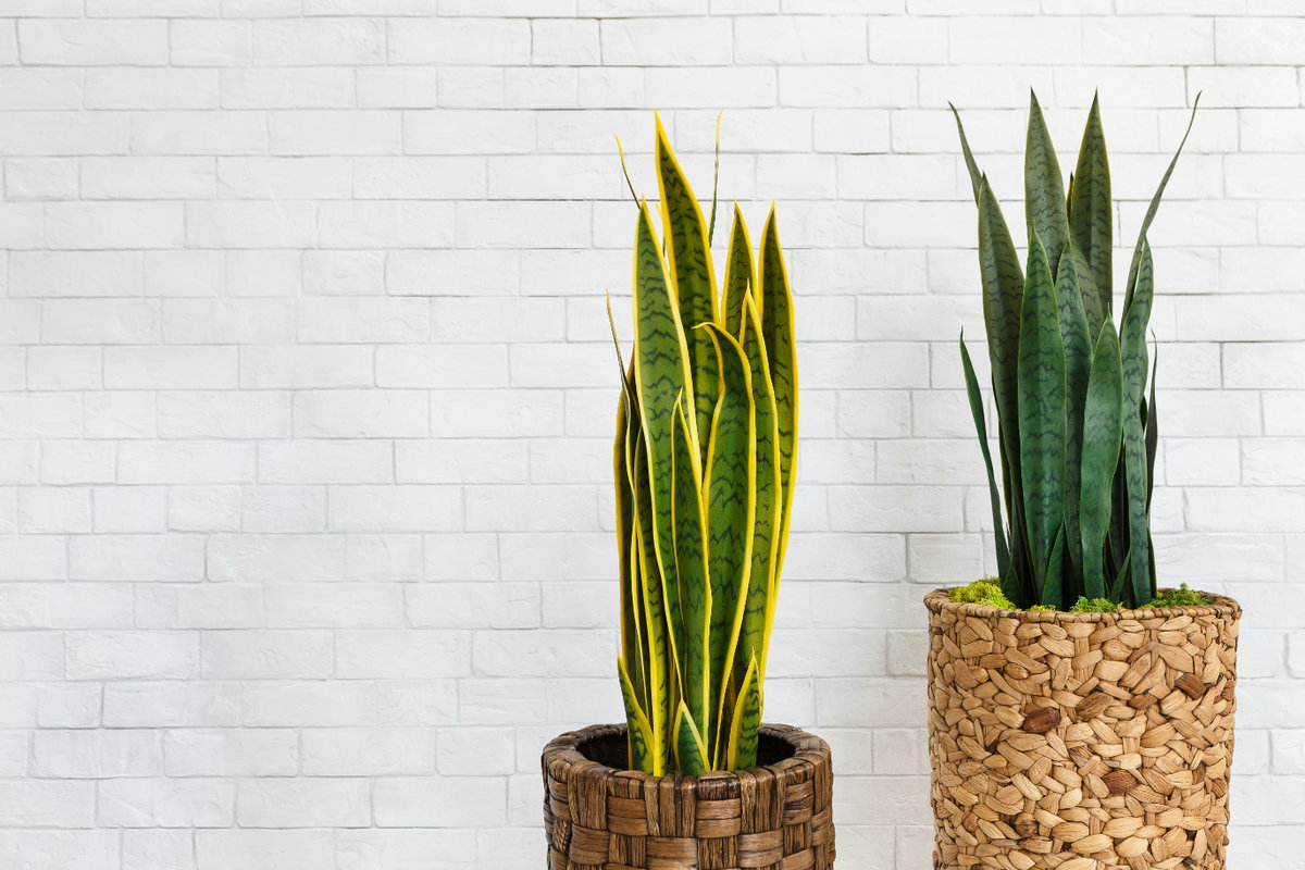 Der dekorative Bogenhanf liebt das Badezimmer-Klima – er benötigt neben der Luftfeuchtigkeit kaum noch Pflege. Gießen müssen Sie die Pflanze nur noch gelegentlich. An einem hellen bis halbschattigen Ort gedeiht die Sukkulente perfekt.