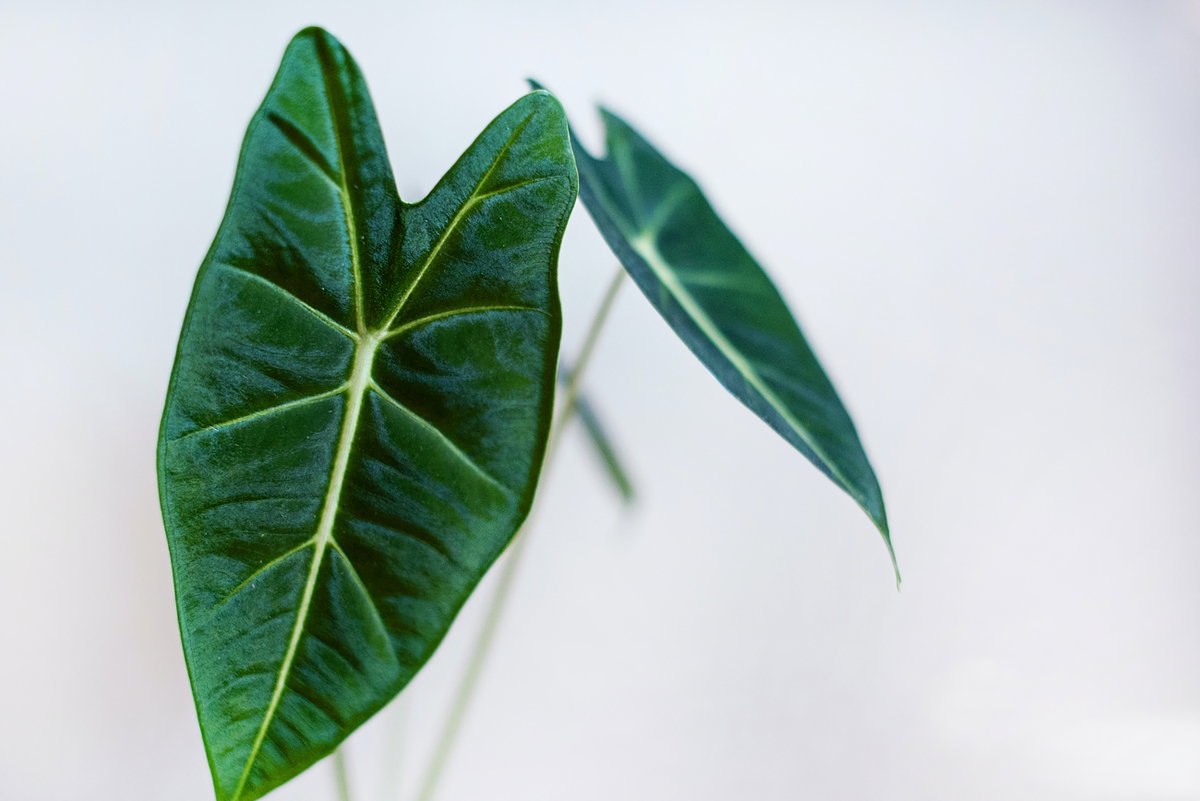 Elefantenohr Die dekorativen Blätter der „Elefantenohr”-Pflanze liegen momentan besonders im Trend. Als hübsches Grün in der Wohnung ist sie neben der Monstera etc. aktuell eine gern gesehene Dekoration. Doch die Pflanze enthält sogenannte Oxalatkristalle, die beim Verzehr innere Reizungen verursachen können. Ihr Hund sollte seine Fellnase lieber davon fernhalten.