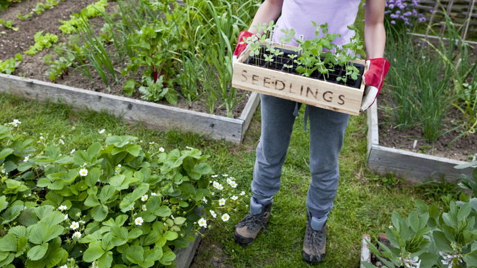 Kastenbeet selber bauen: So gelingt die hübsche Beetumrandung