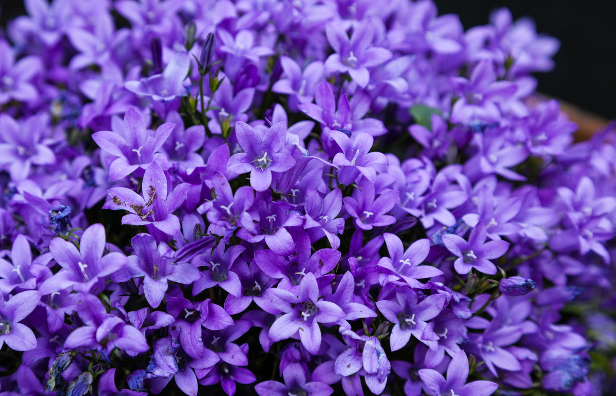 Teppich-Glockenblume