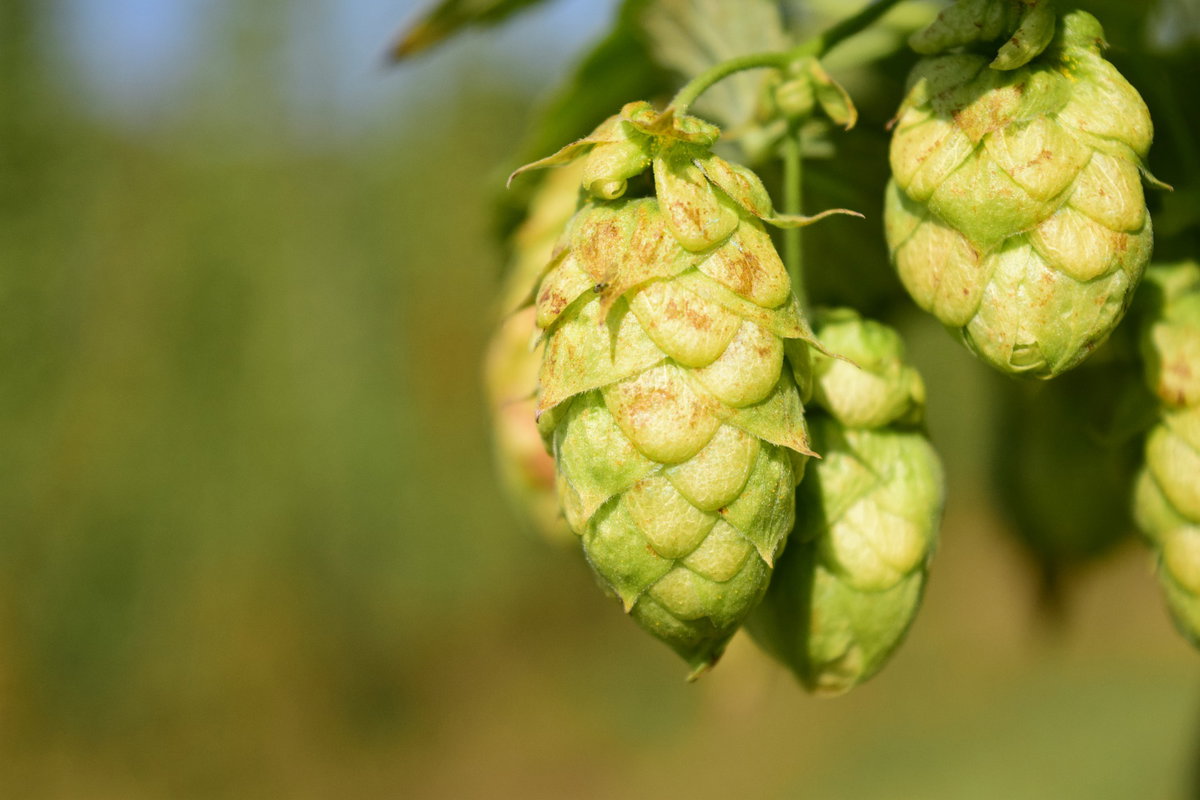 Hopfen Was nach Bier klingt, hat noch mehr Facetten. Die Pflanze wirkt durch seine Bitterstoffe ebenfalls positiv auf unseren Schlaf und hat einen beruhigenden Effekt. Dafür aus Hopfen einen Tee zubereiten: Ein bis zwei Teelöffel zerkleinerte Hopfenzapfen mit heißem Wasser überbrühen und rund 10 Minuten ziehen lassen.
