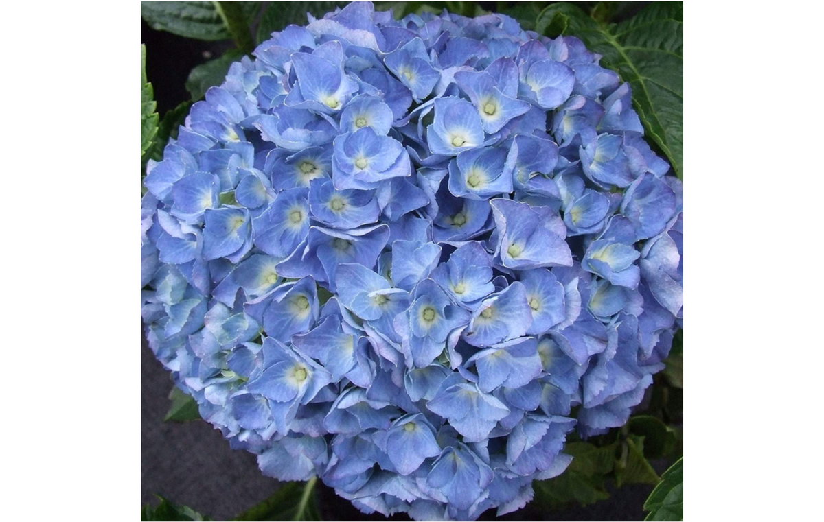 Japanhortensie