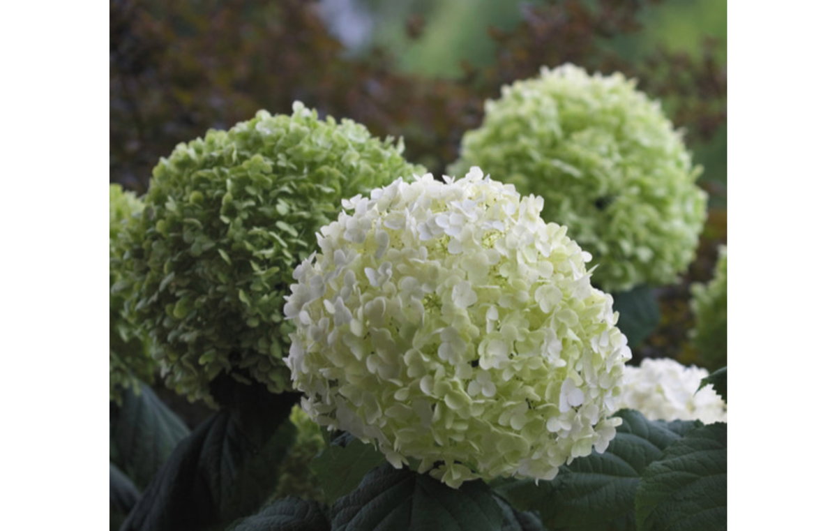 Hortensie weiß