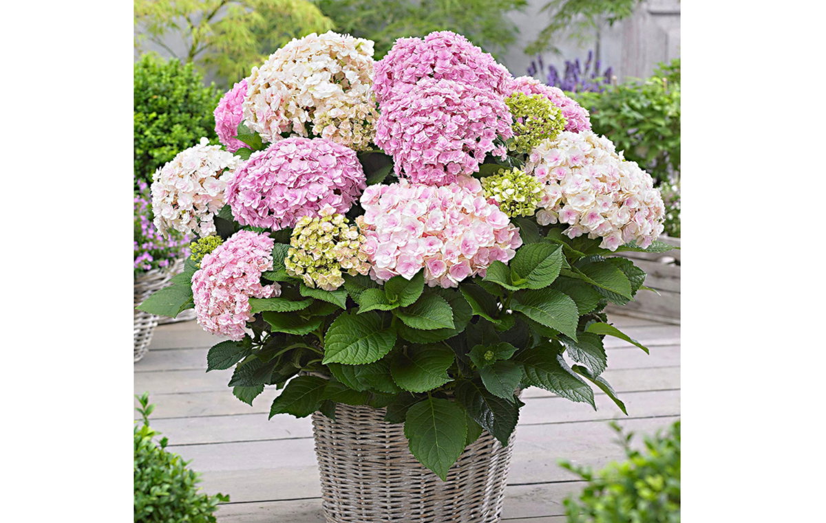 Hortensie rosa gelb