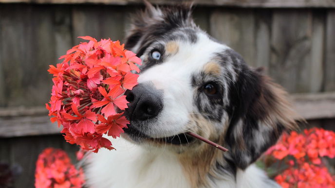 4 überraschende Pflanzen, die giftig für Hunde sind