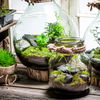 Flaschengarten selbst anlegen: So gelingt der Garten im Glas