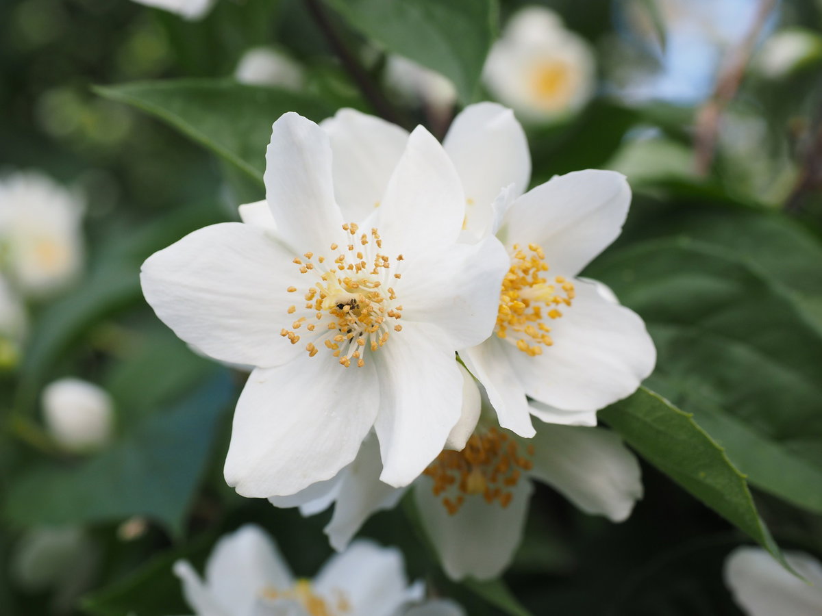 Jasminblüten Die hübschen und süß duftenden Jasminblüten geleiten uns sanft in den Schlaf. Forscher der Universität Düsseldorf fanden heraus, dass der Geruch von Jasminblüten mit der Wirkung von Valium vergleichbar ist. Der Effekt von Jasminblüten auf unseren Schlaf ist ähnlich stark wie der von chemischen Starkmitteln, macht aber nicht abhängig. Geben Sie einige Tropfen Jasminblütenöl auf Ihr Kopfkissen und träumen Sie schön.