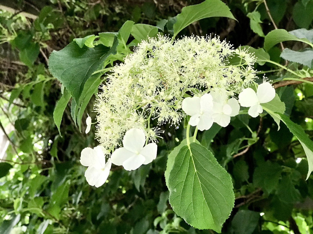 Die Kletterhortensie blüht prächtig, wie auch die reguläre Hortensie. Jedoch rankt sie sich besonders schnell und üppig um alles, was ihr in den Weg kommt. Ein perfekter Sichtschutz!