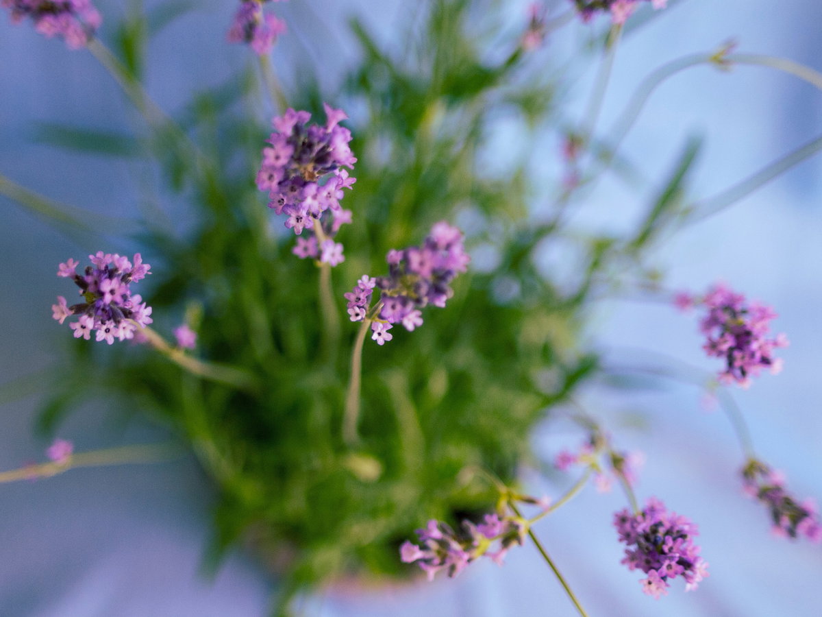 Lavendel Der Klassiker ist Ihnen sicher bereits bekannt: Lavendel duftet nicht nur wunderbar, sondern hat gleichzeitig allerlei positive Eigenschaften. So hilft der Geruch beim Einschlafen, da er beruhigend wirkt und vertreibt Insekten. Pflanzen Sie Lavendel gerne im Topf – die lila Blüten sind außerdem wunderschön dekorativ.