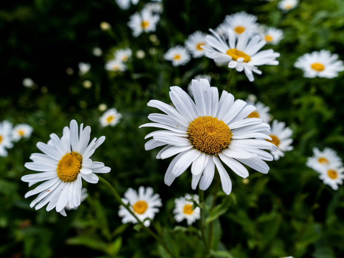 Margeriten