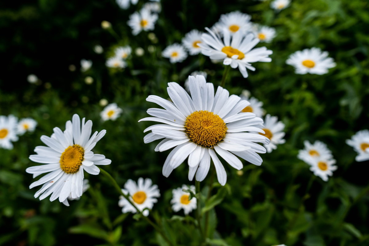 Margeriten