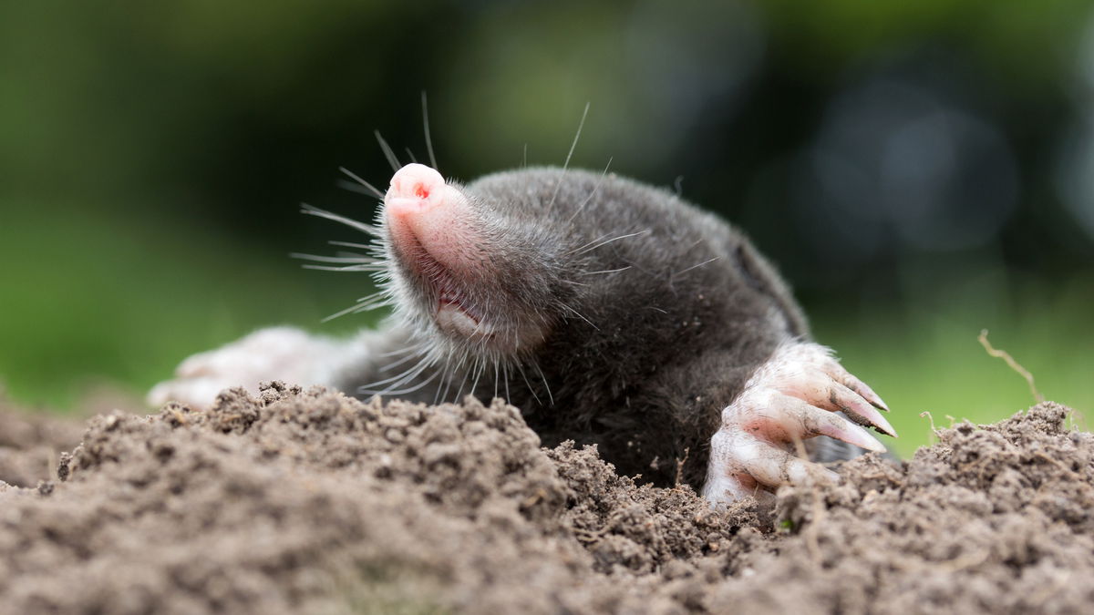 Maulwurf vertreiben: 4 tierfreundliche Tipps