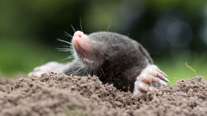 Maulwurf vertreiben: 4 tierfreundliche Tipps