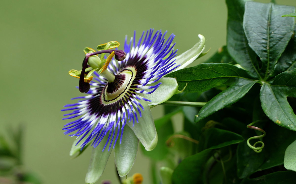 Passionsblume Die wunderschöne Blume ist nicht nur etwas fürs Auge, sondern verhilft uns auch zu einer ruhigen Nacht. Die Inhaltsstoffe beruhigen angespannte Nerven und erleichtern so das Einschlafen. Die Zubereitung in Form von Tee ist hier empfehlenswert. Geben Sie ein bis zwei Teelöffel getrocknete Passionsblume auf einen Liter kochendes Wasser und lassen Sie den Tee 10 Minuten ziehen.