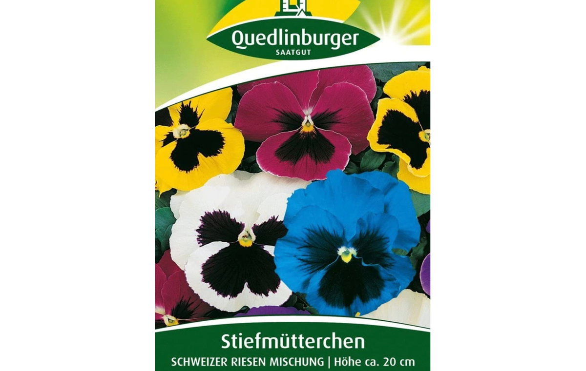 Riesenstiefmütterchen