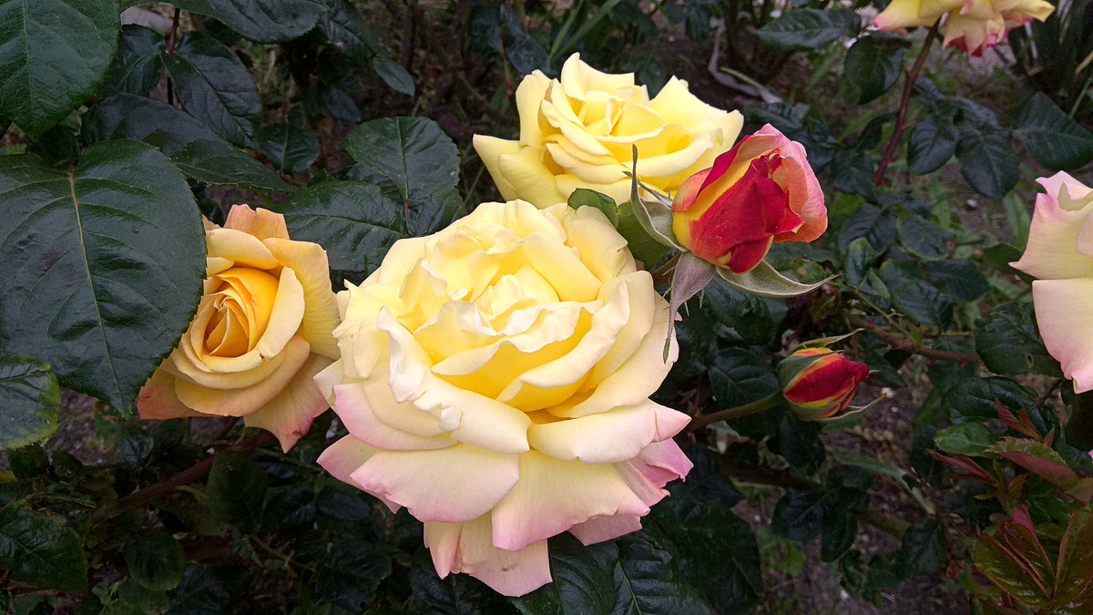 Edelrosen gelb
