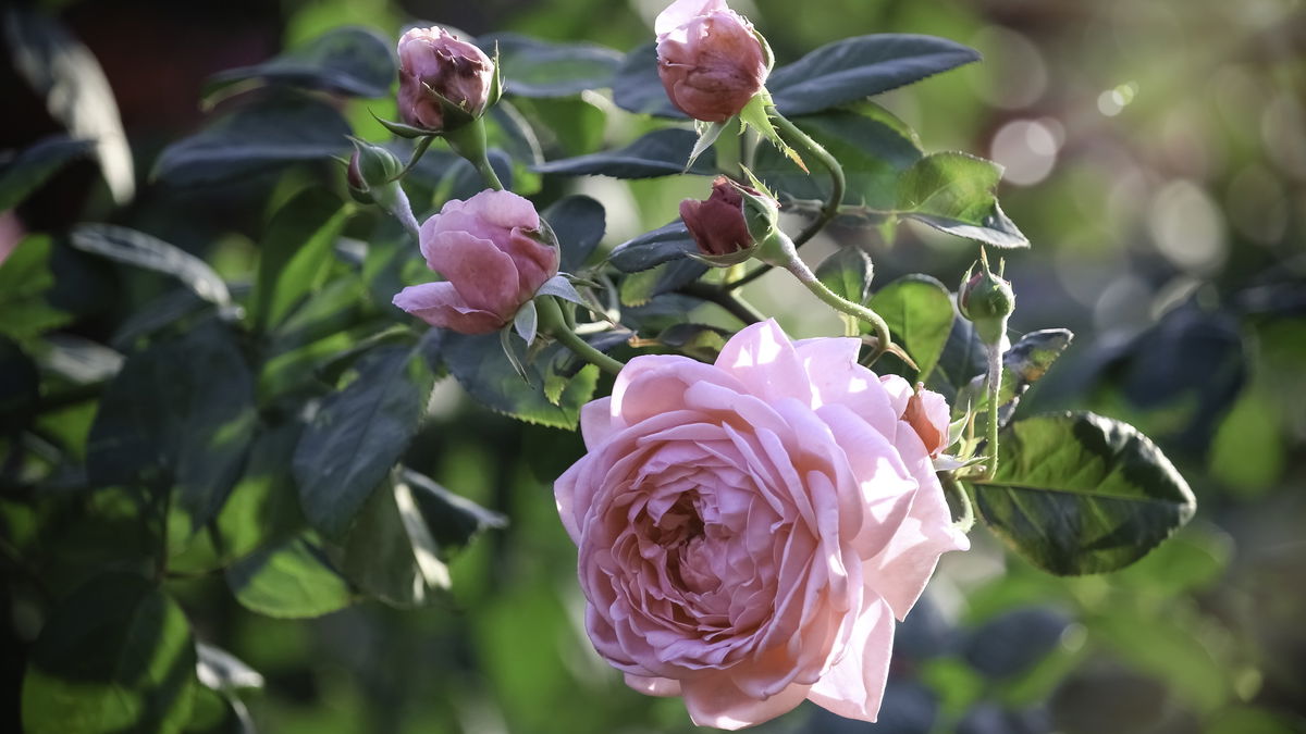 7 romantische Blumen für den Balkon