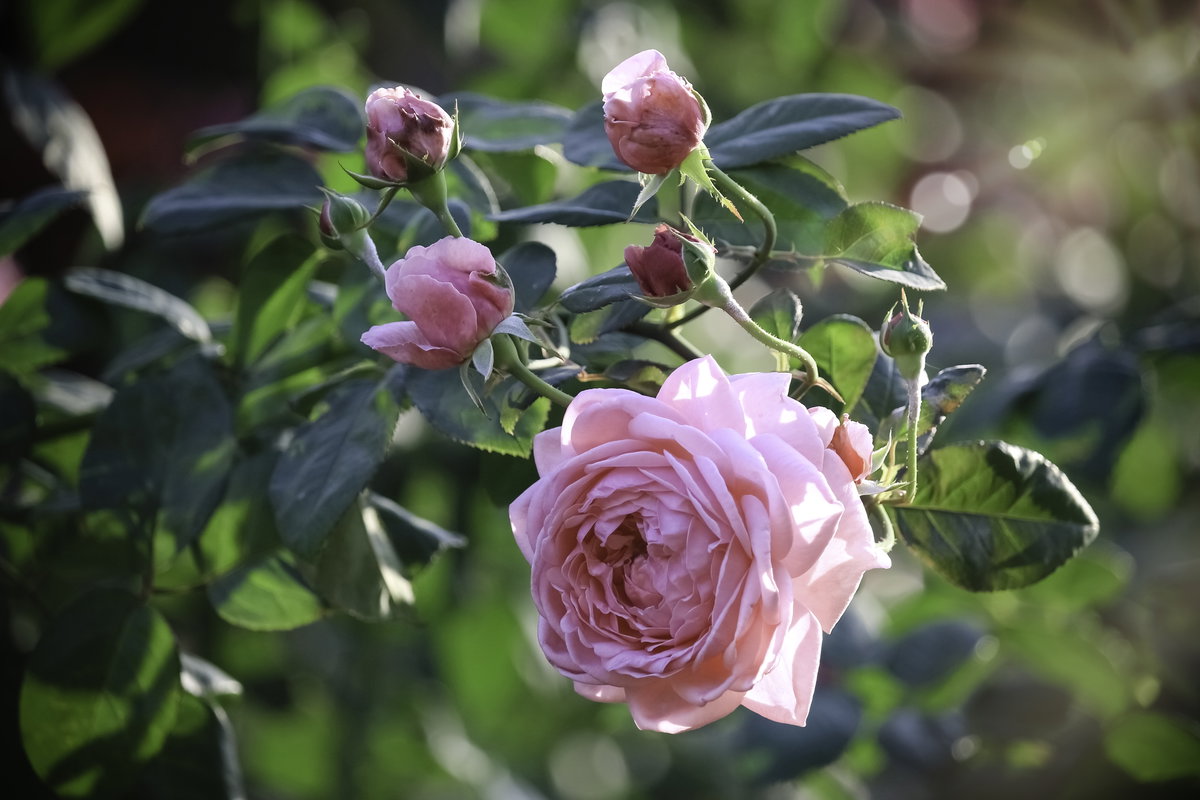 Englische Rose