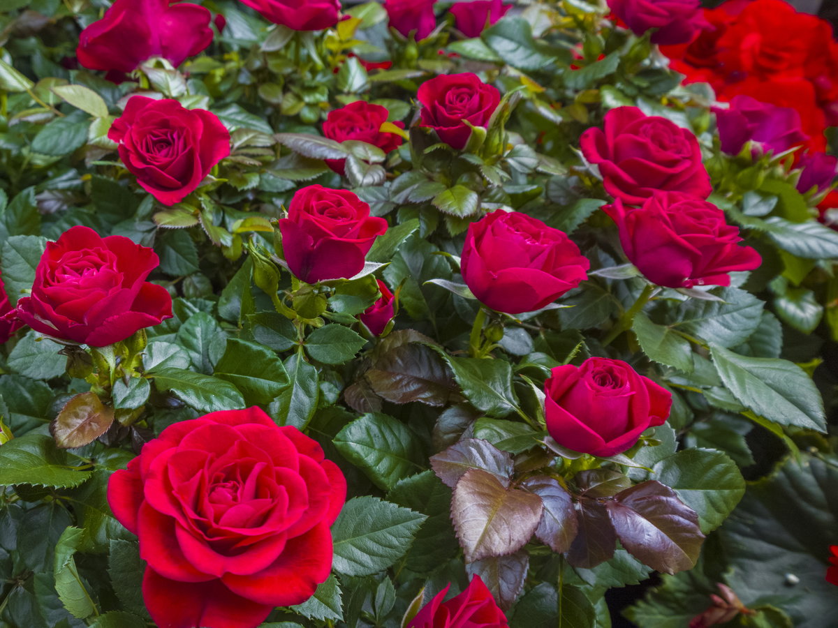 Rote Rosen