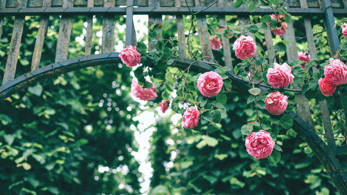 4 Rosenarten, die Ihren Garten noch schöner machen