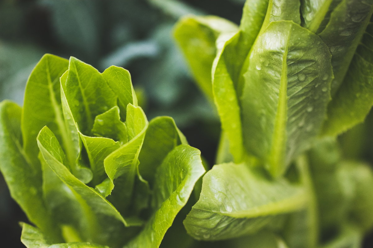Im Sommer erntefrischen Salat zur Hand haben? Wer keine Lust mehr auf verwelkte Blätter aus dem Supermarkt hat, der sollte es einfach einmal selbst mit dem Anbau probieren. Salat gibt es in unzähligen Sorten: Vom klassischen Kopfsalat bis hin zum lila Römersalat. Da ist für jeden Geschmack etwas dabei. Und das beste: Salate sind total pflegeleicht! Sie wachsen sehr schnell und wenn Sie statt der ganzen Pflanze nur einzelne Blätter ernten, wachsen sie immer wieder nach.
