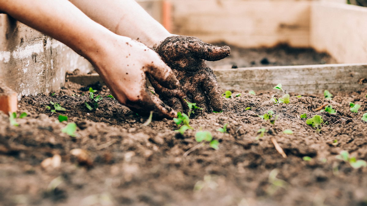 5 Tipps für einen ertragreichen Bio-Garten
