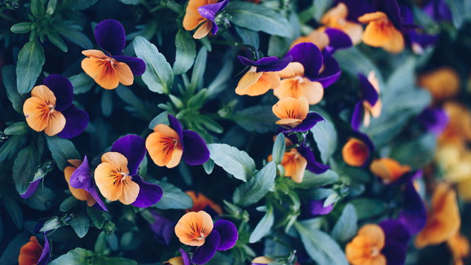 Die 4 besten Blumensamen für den Schatten