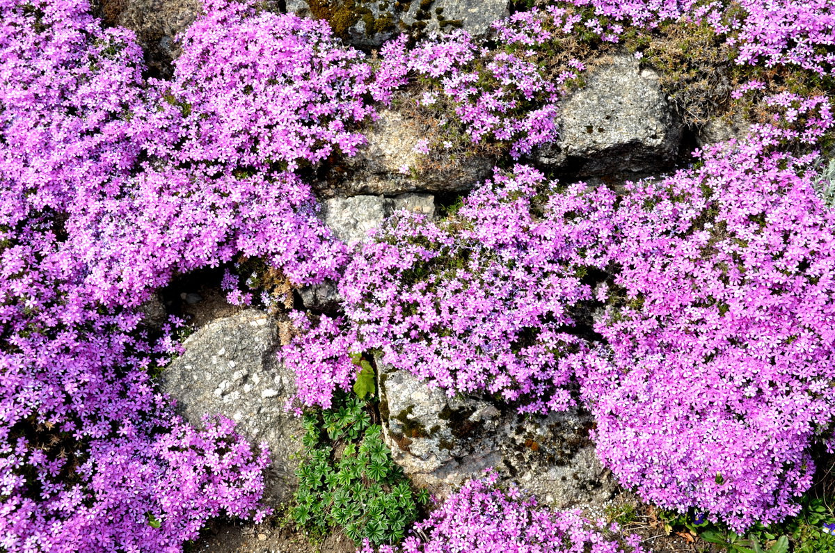 Steingarten mit Teppichphlox