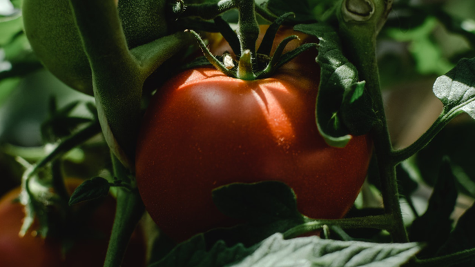 Tomaten selber pflanzen: Das müssen Sie beachten