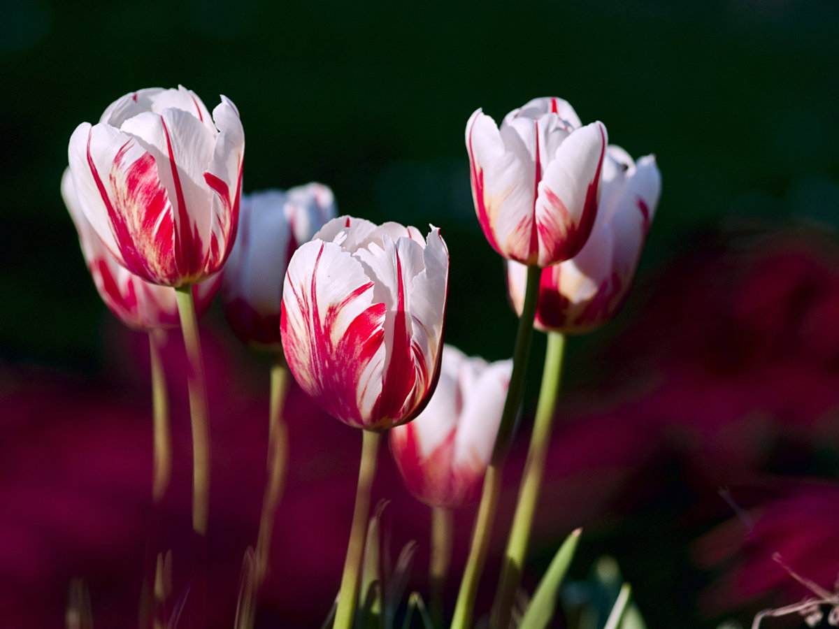 Zweifarbige Tulpen
